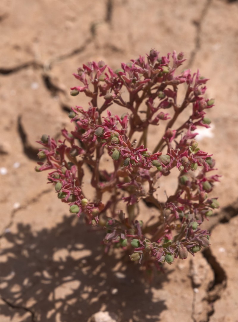 Euphorbia chamaepeplus photo 5