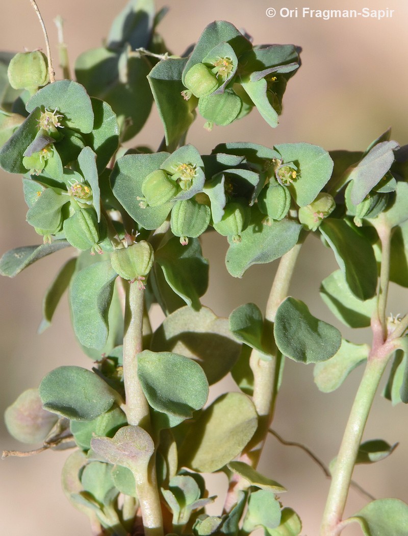 Euphorbia chamaepeplus photo 6