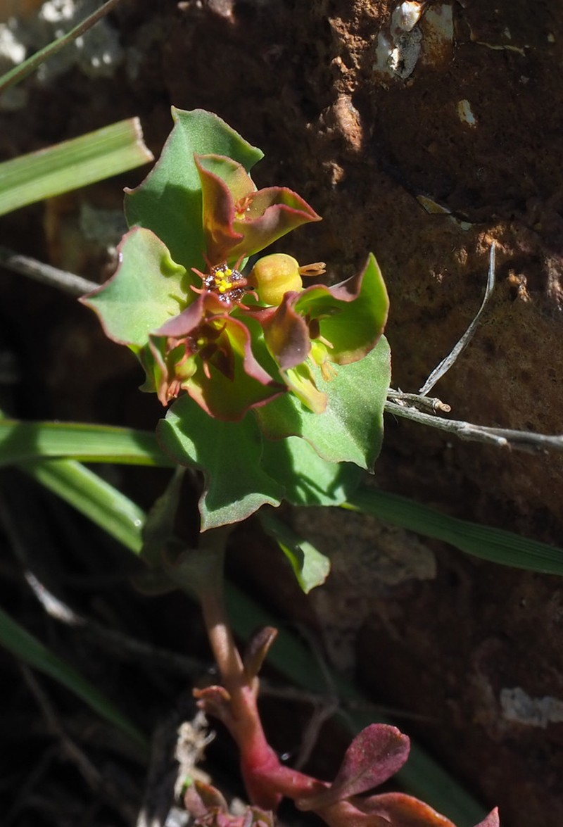 Euphorbia chamaepeplus photo 7