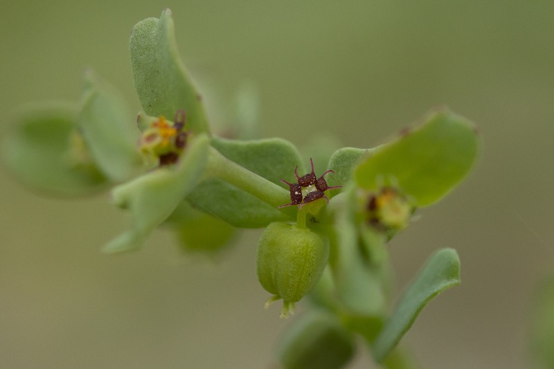 Euphorbia chamaepeplus photo 8