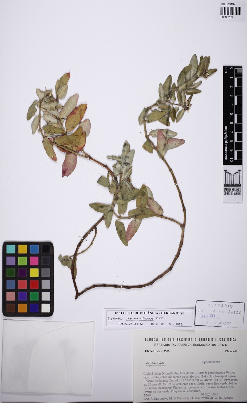 Euphorbia chamaerrhodos