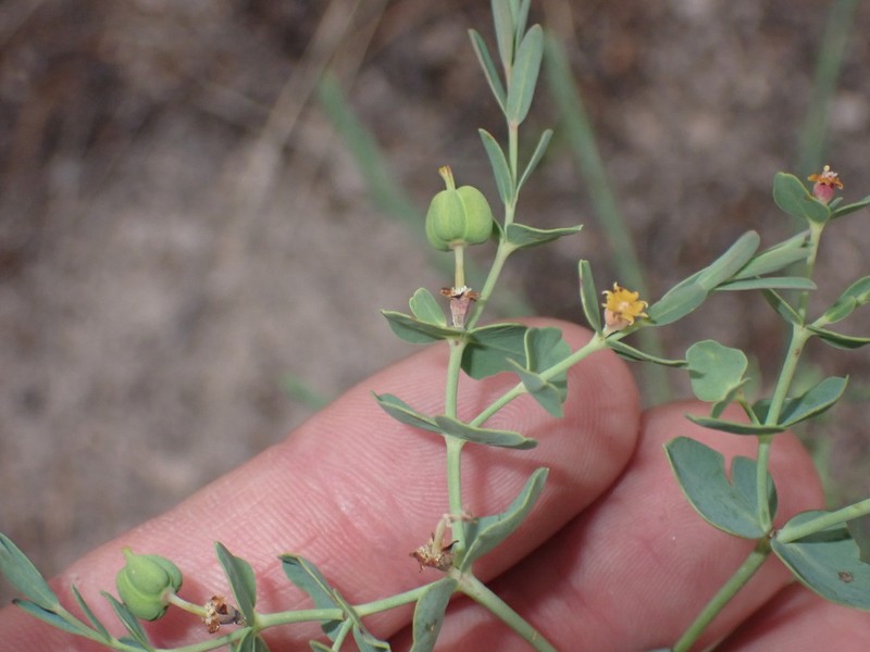 Mountain Spurge