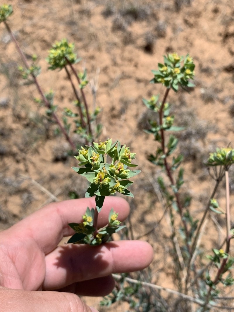 Mountain Spurge photo 2