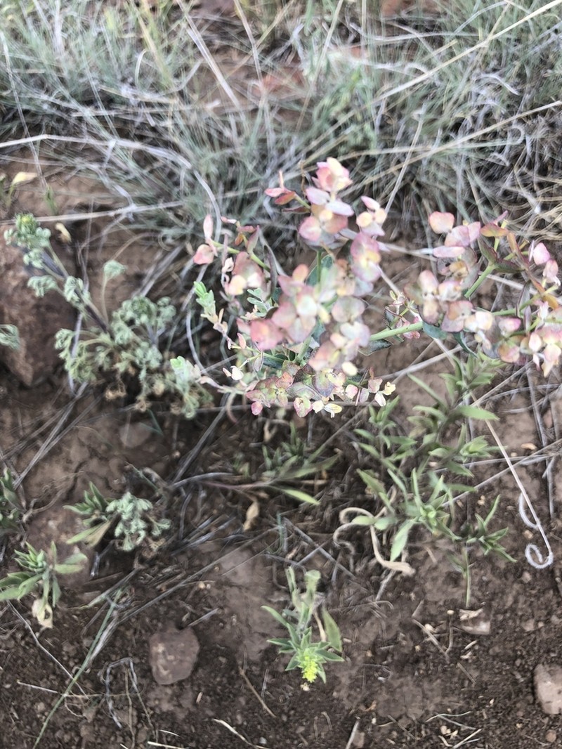Mountain Spurge photo 3