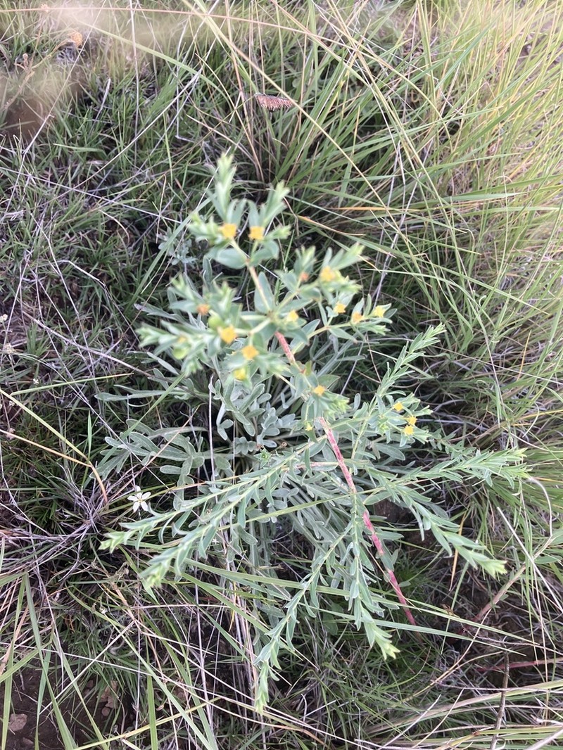 Mountain Spurge photo 4