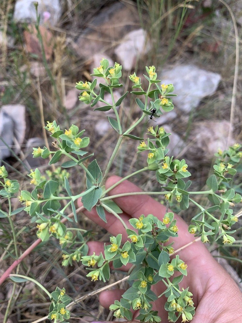 Mountain Spurge photo 5
