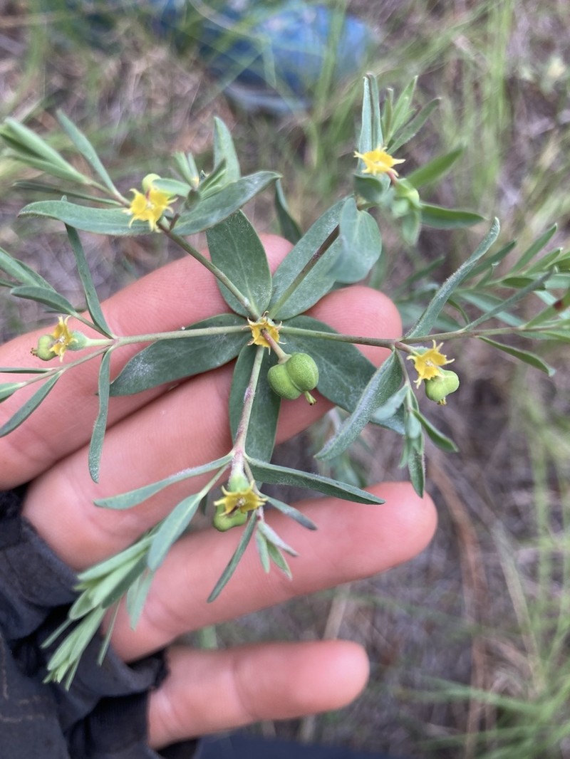 Mountain Spurge photo 6