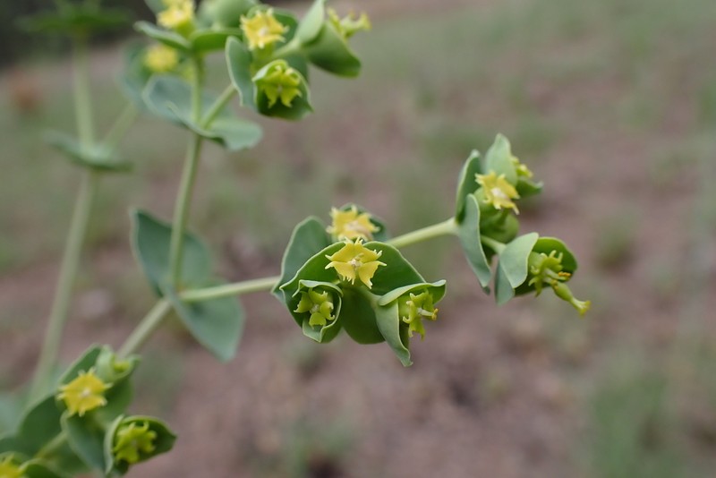 Mountain Spurge photo 7