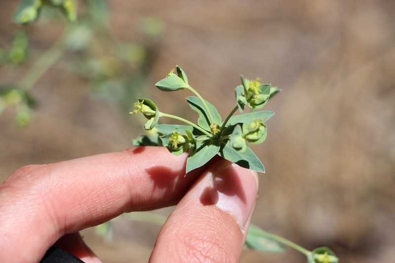 Mountain Spurge photo 8