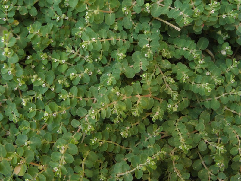 Euphorbia chamaesyce