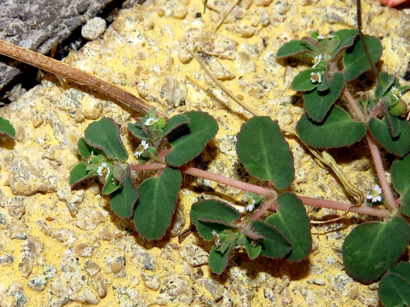 Euphorbia chamaesyce photo 2