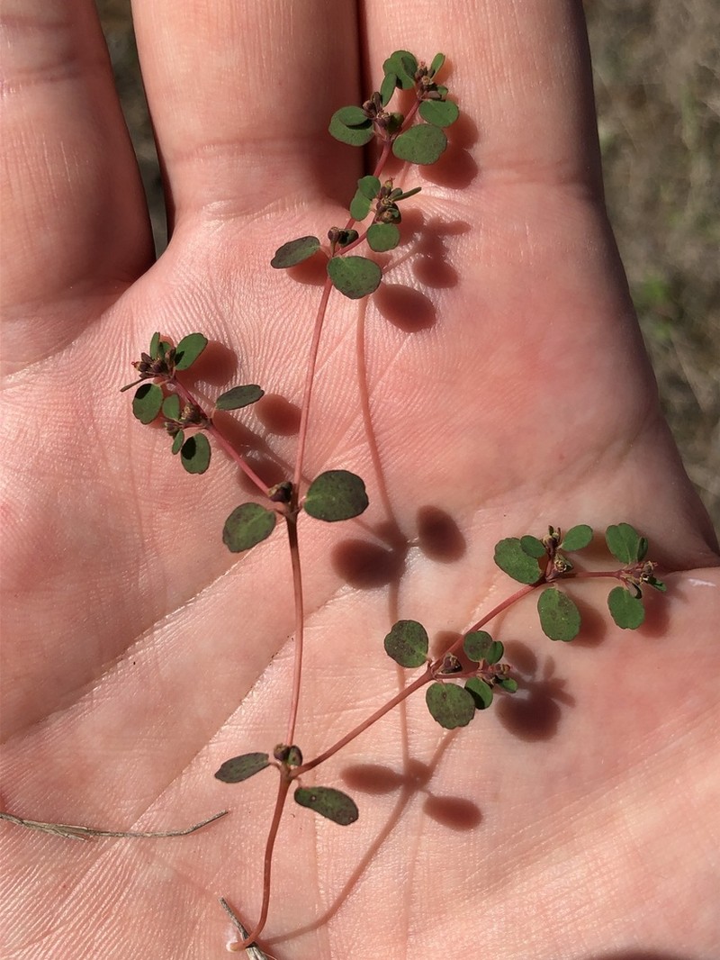 Euphorbia chamaesyce photo 3