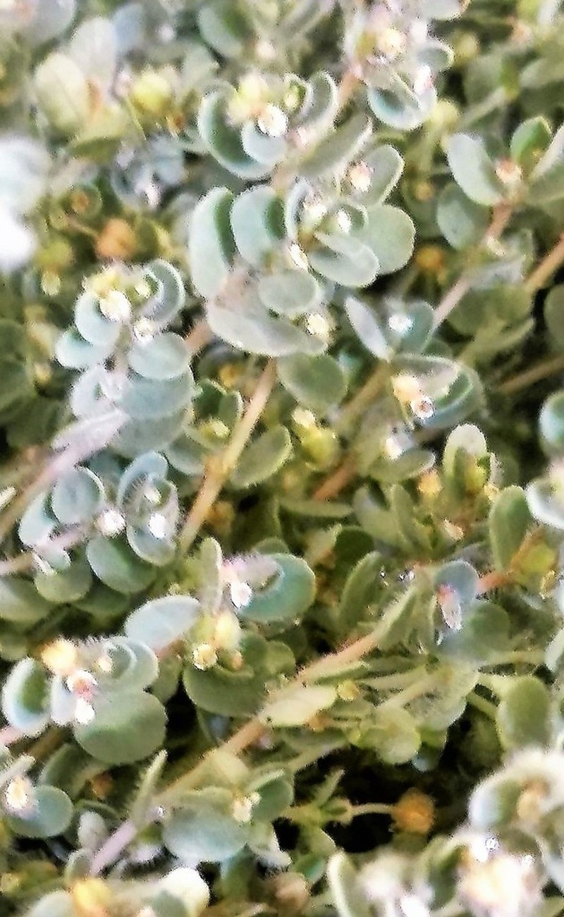 Euphorbia chamaesyce photo 4