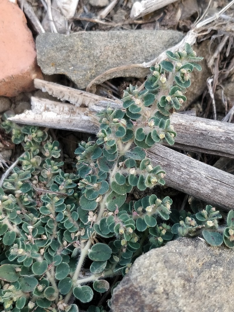 Euphorbia chamaesyce photo 5