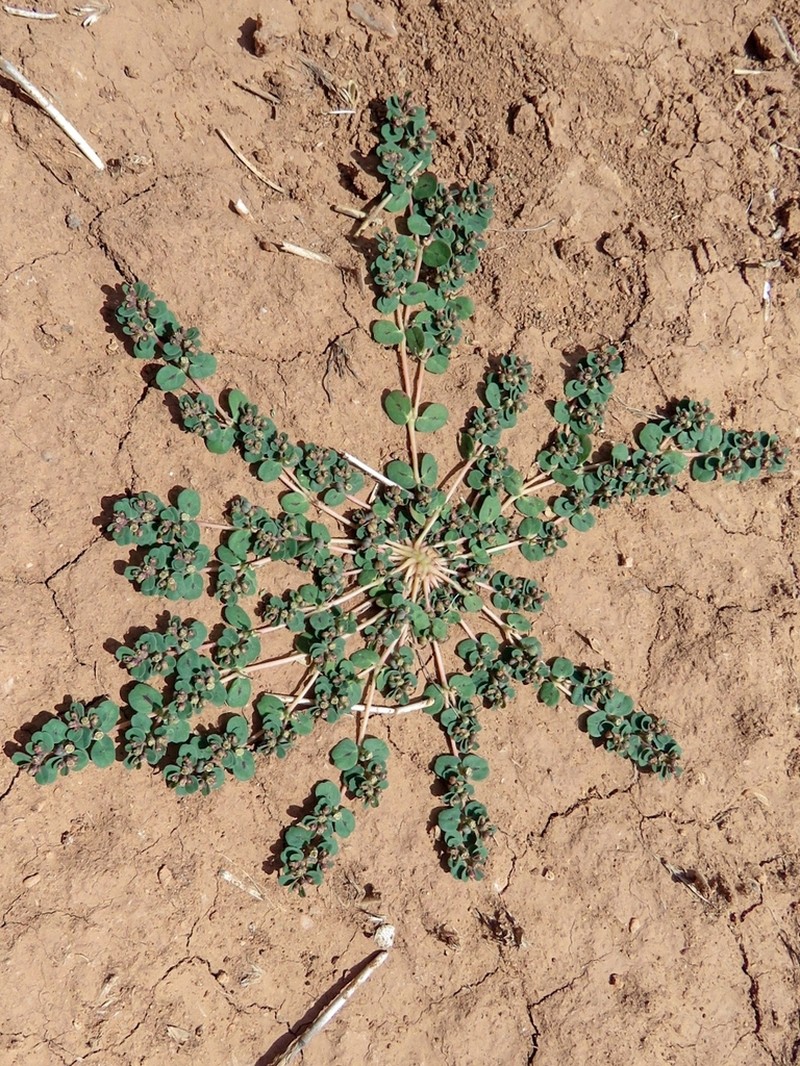 Euphorbia chamaesyce photo 6