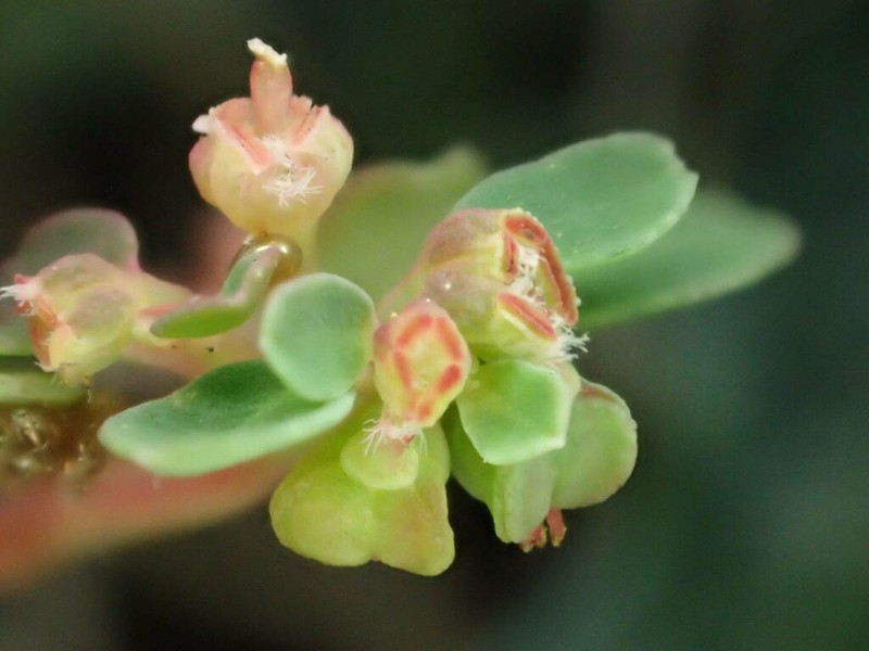 Euphorbia chamaesyce photo 7