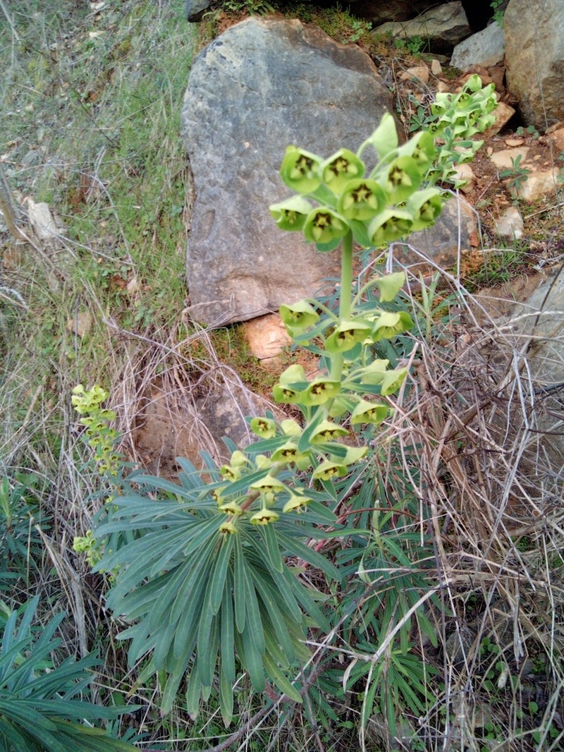 Albanian Spurge photo 7