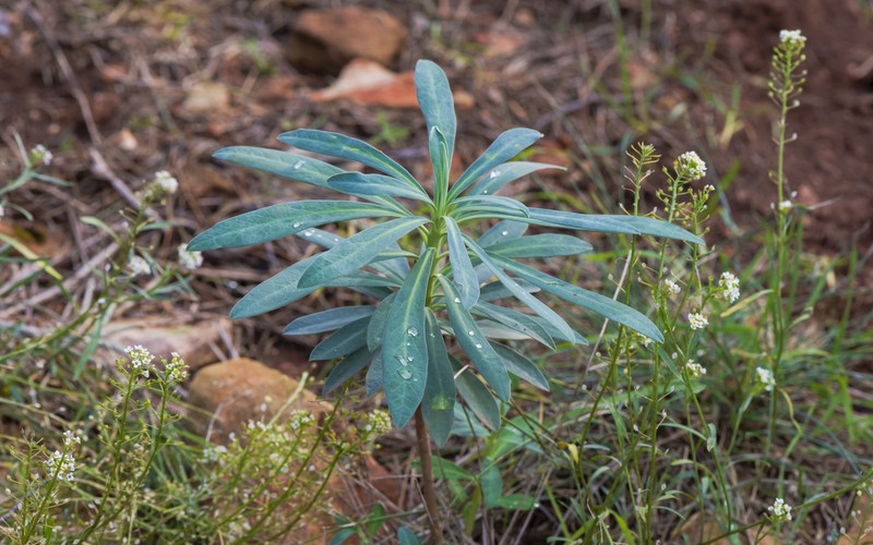 Albanian Spurge photo 2