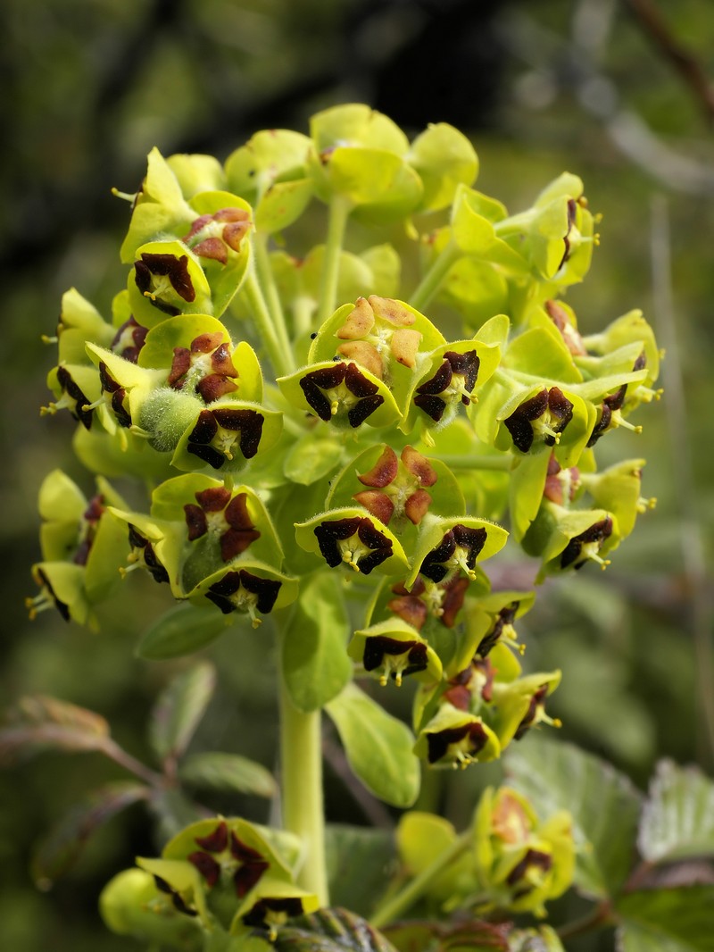 Albanian Spurge photo 3
