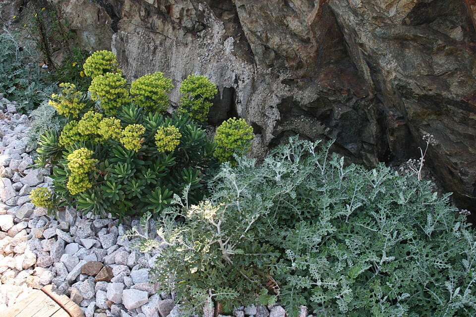 Albanian Spurge photo 4