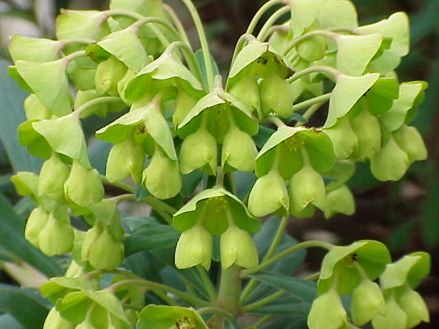 Albanian Spurge photo 5