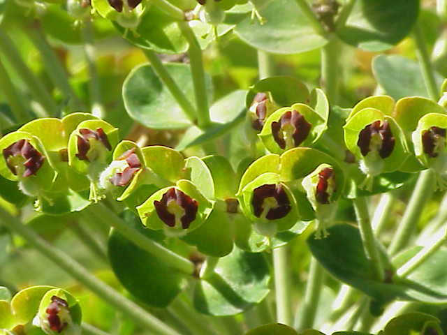 Albanian Spurge photo 6