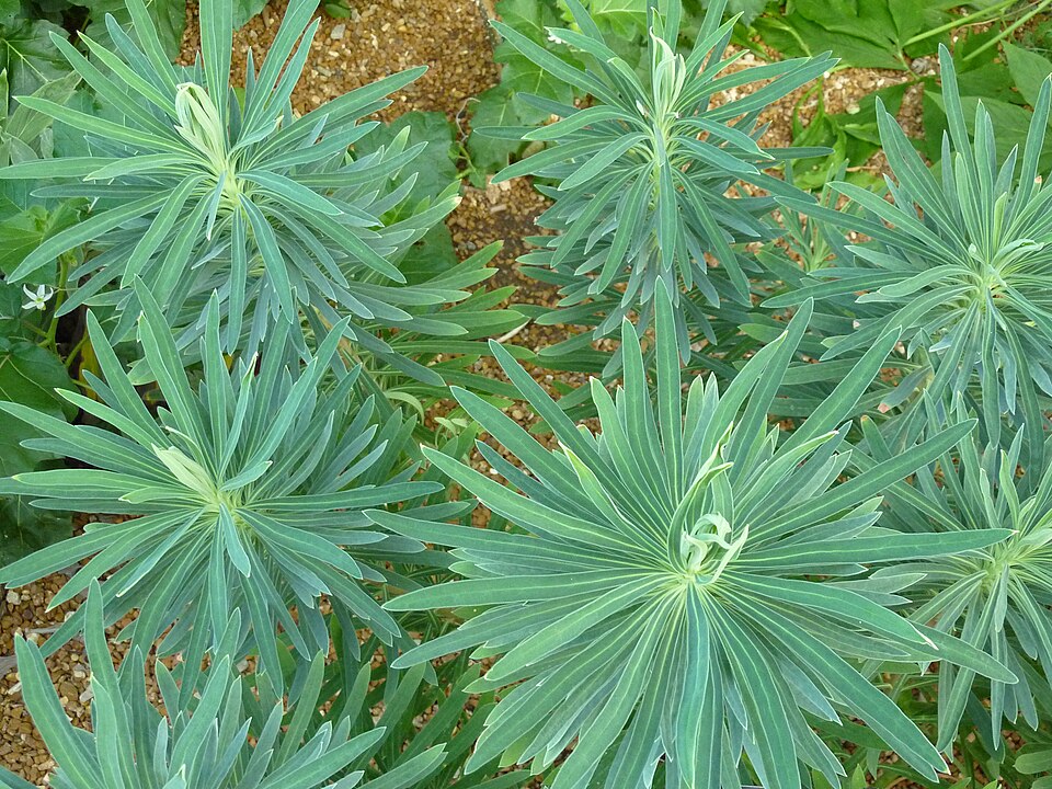 Albanian Spurge photo 7