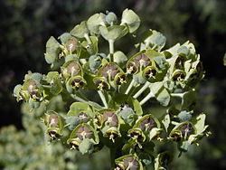 Albanian Spurge