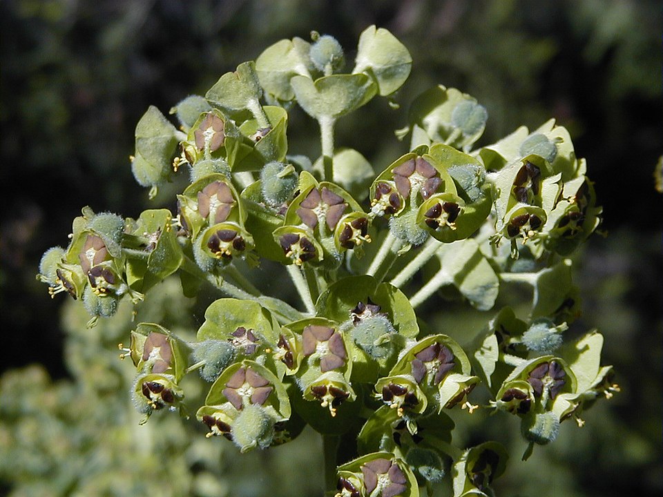 Albanian Spurge