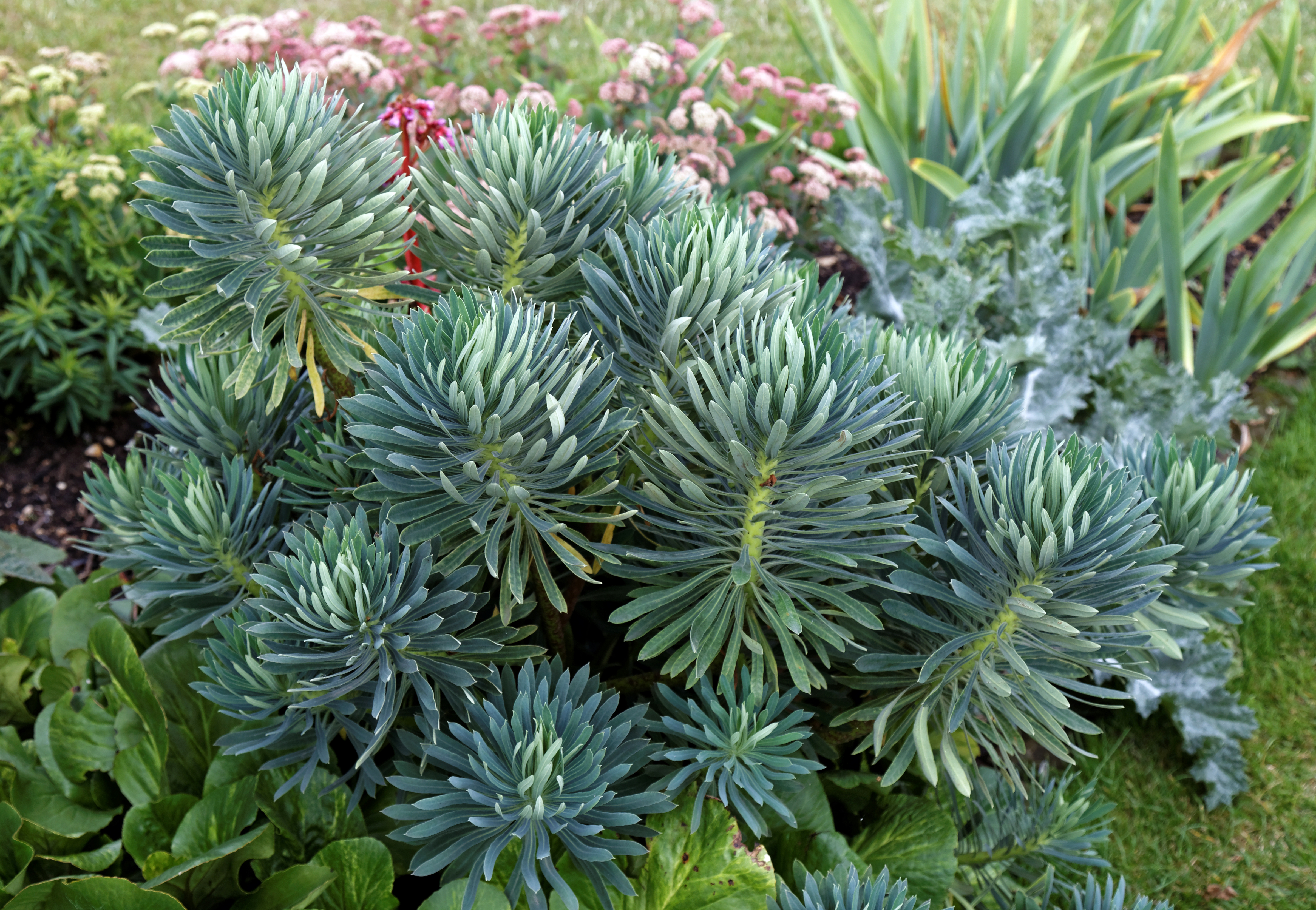 Albanian Spurge photo 8