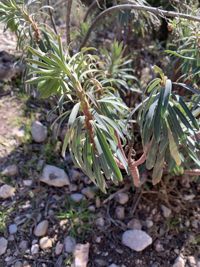 Euphorbia characias subsp. characias