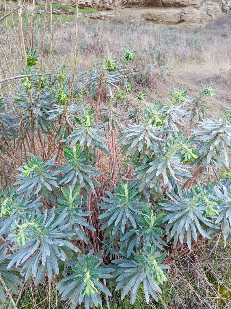 Euphorbia characias subsp. characias photo 2