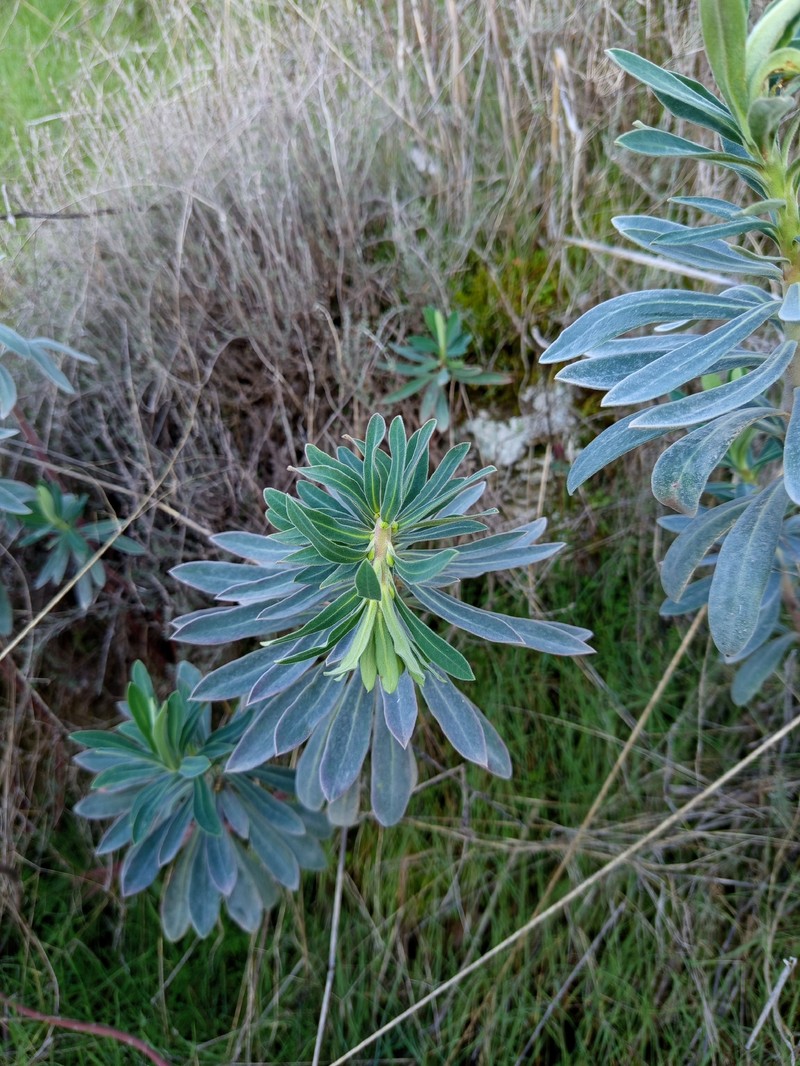 Euphorbia characias subsp. characias photo 3