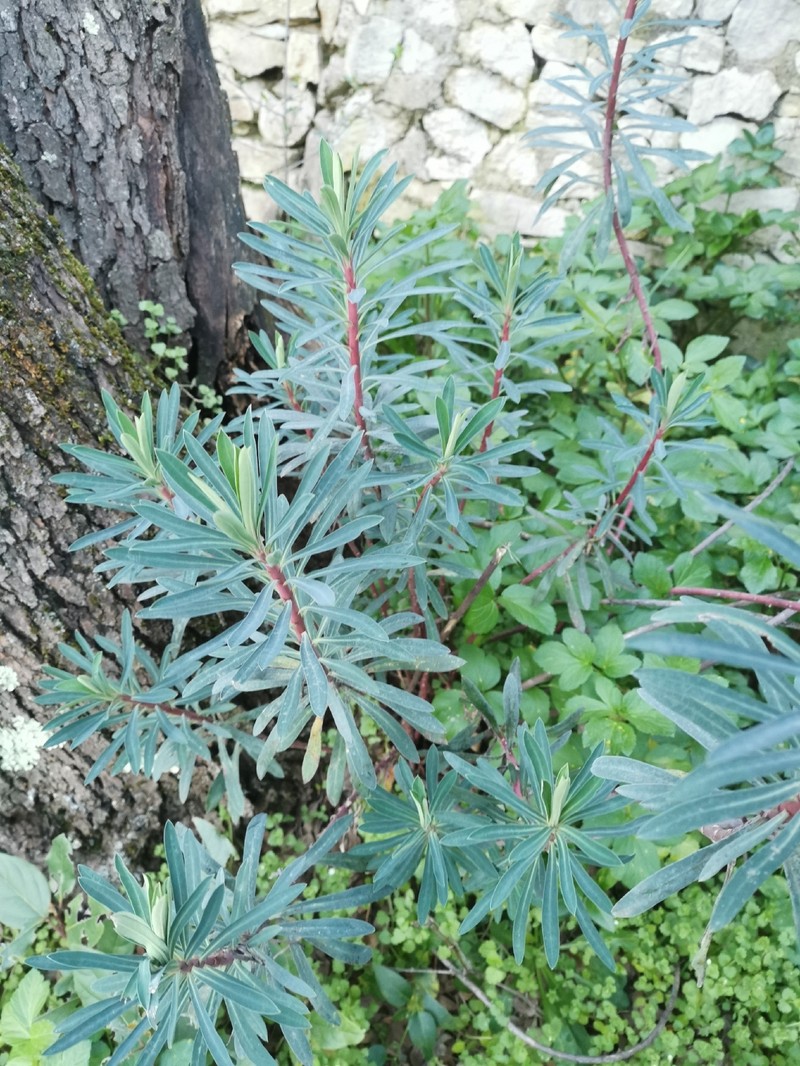 Euphorbia characias subsp. characias photo 4