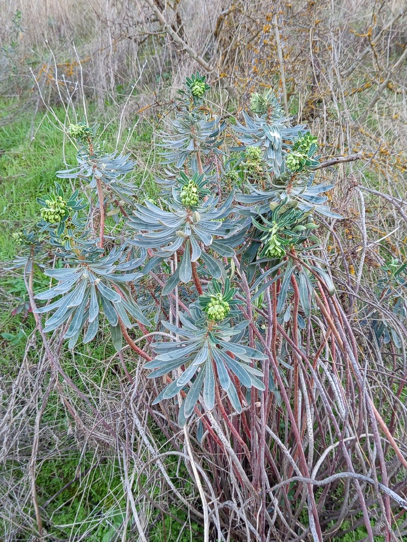Euphorbia characias subsp. characias photo 5