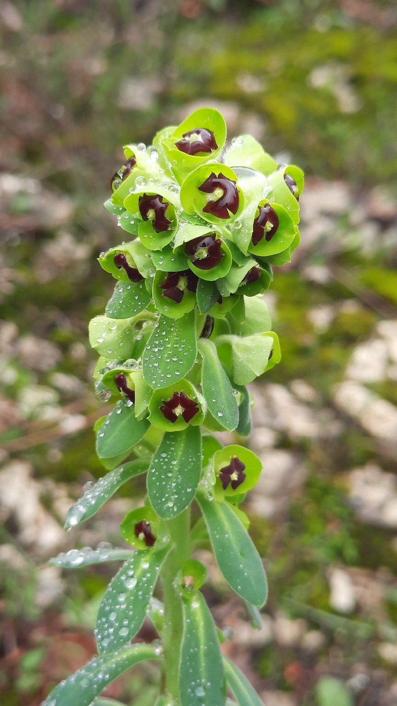 Euphorbia characias subsp. characias photo 7
