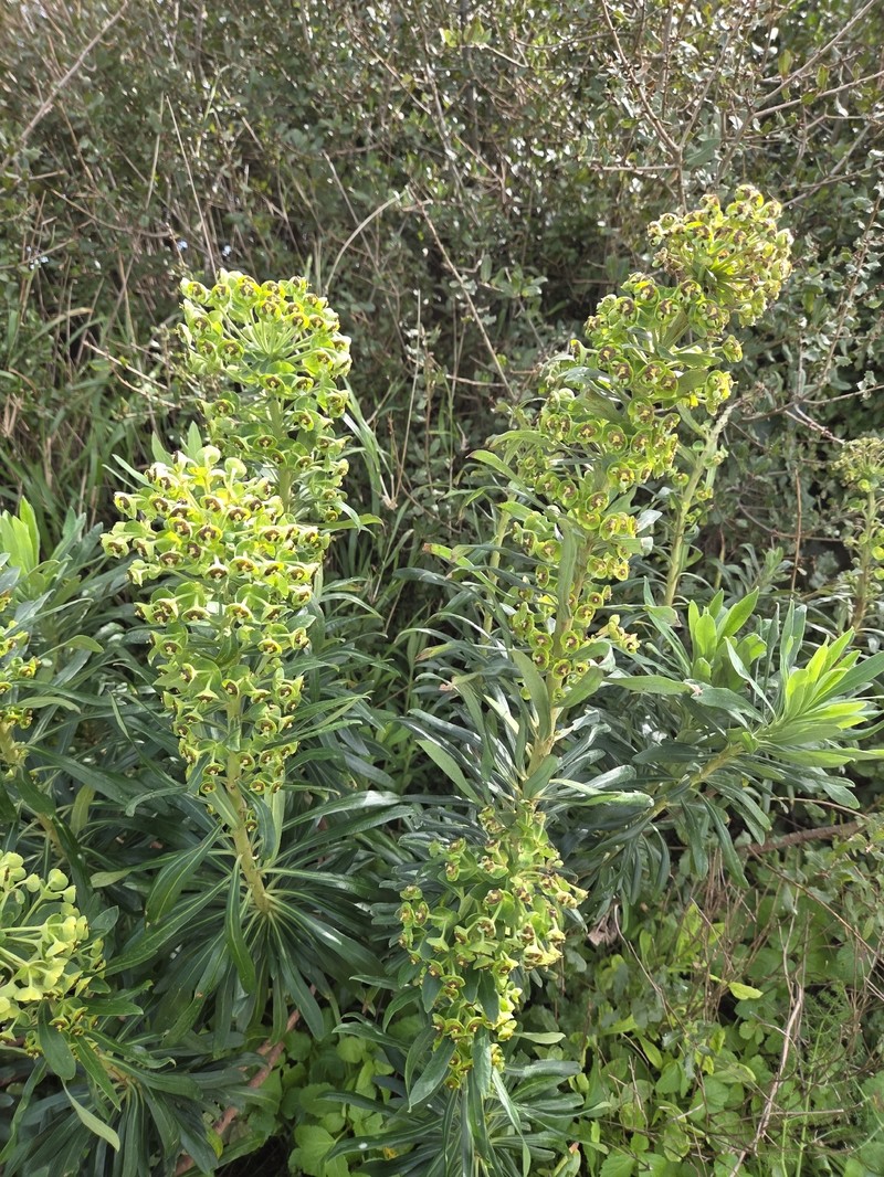 Euphorbia characias subsp. characias photo 8