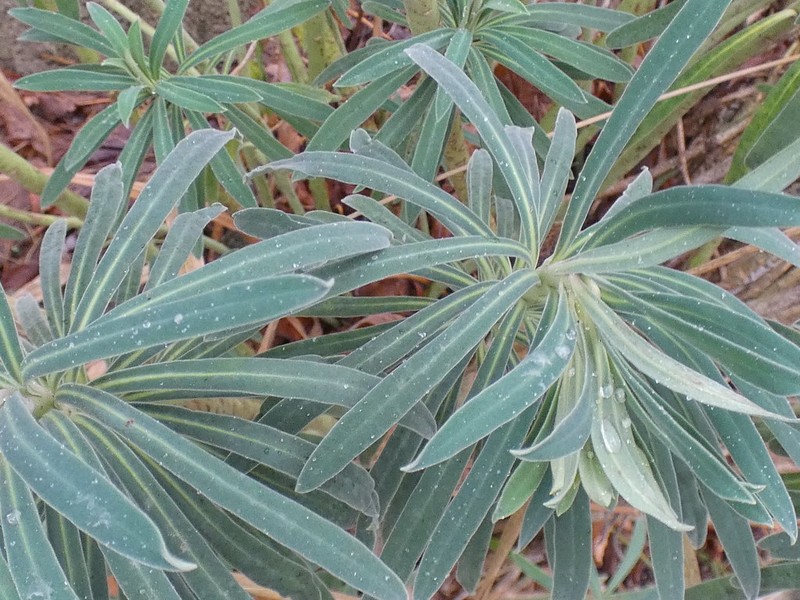Euphorbia characias subsp. wulfenii