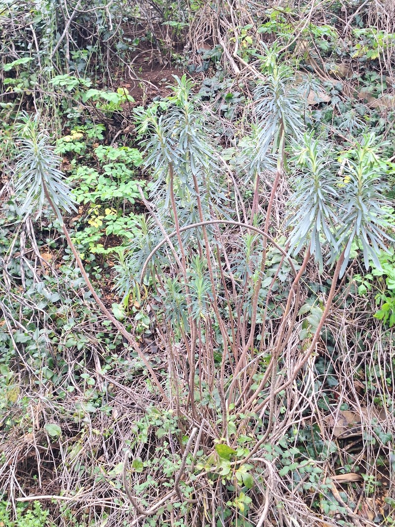 Euphorbia characias subsp. wulfenii photo 2