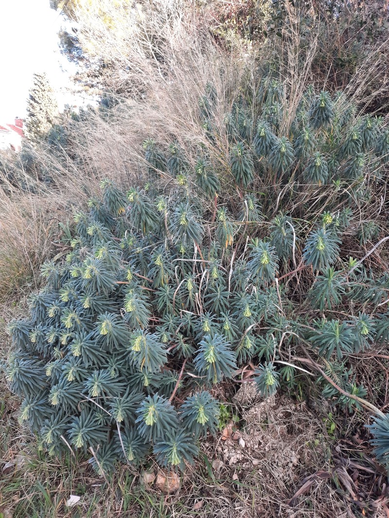 Euphorbia characias subsp. wulfenii photo 3