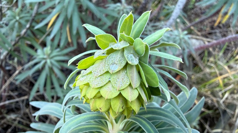 Euphorbia characias subsp. wulfenii photo 4