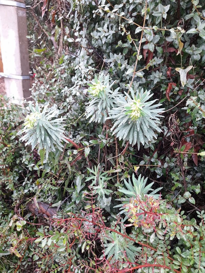 Euphorbia characias subsp. wulfenii photo 5