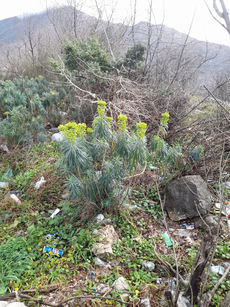 Euphorbia characias subsp. wulfenii photo 6