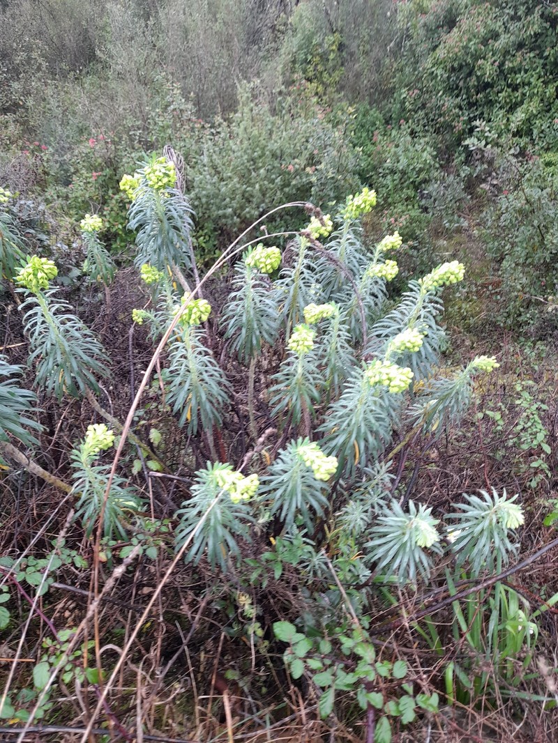 Euphorbia characias subsp. wulfenii photo 7