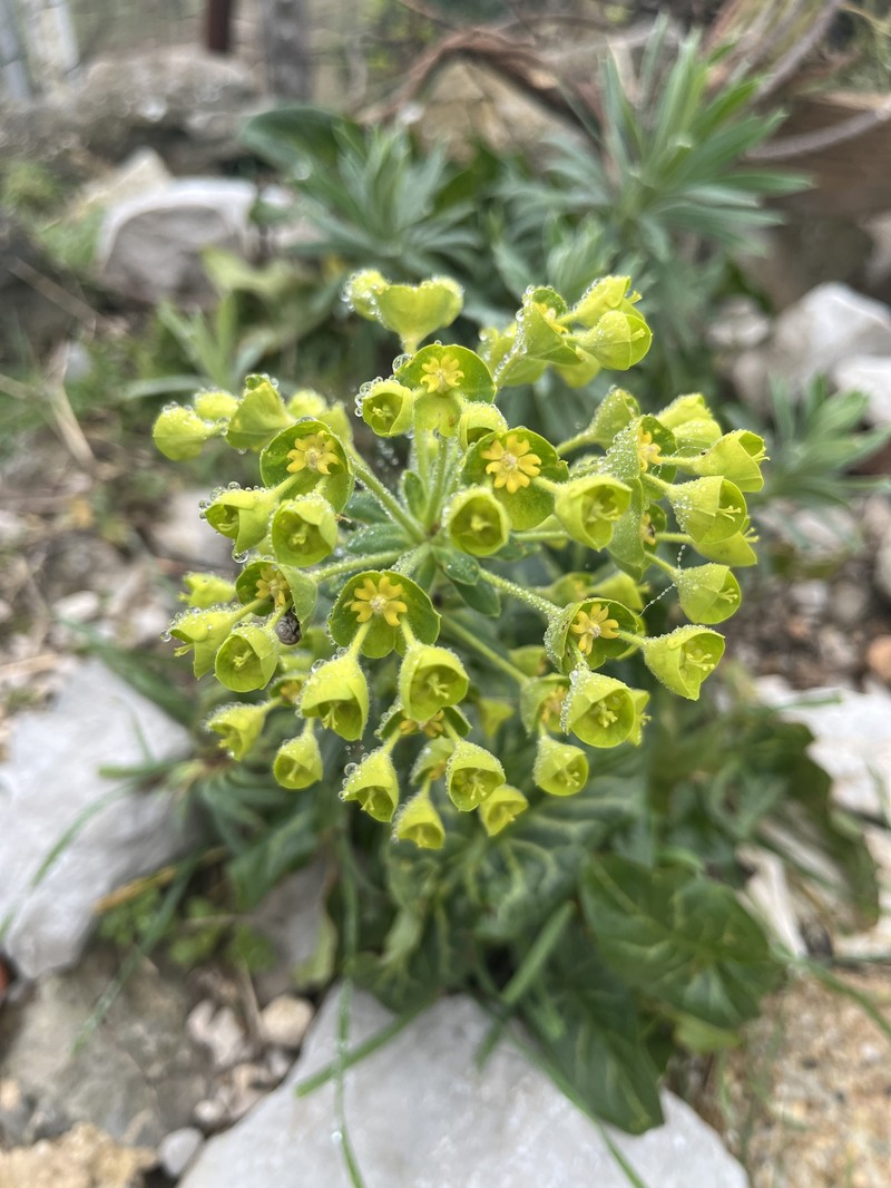 Euphorbia characias subsp. wulfenii photo 8