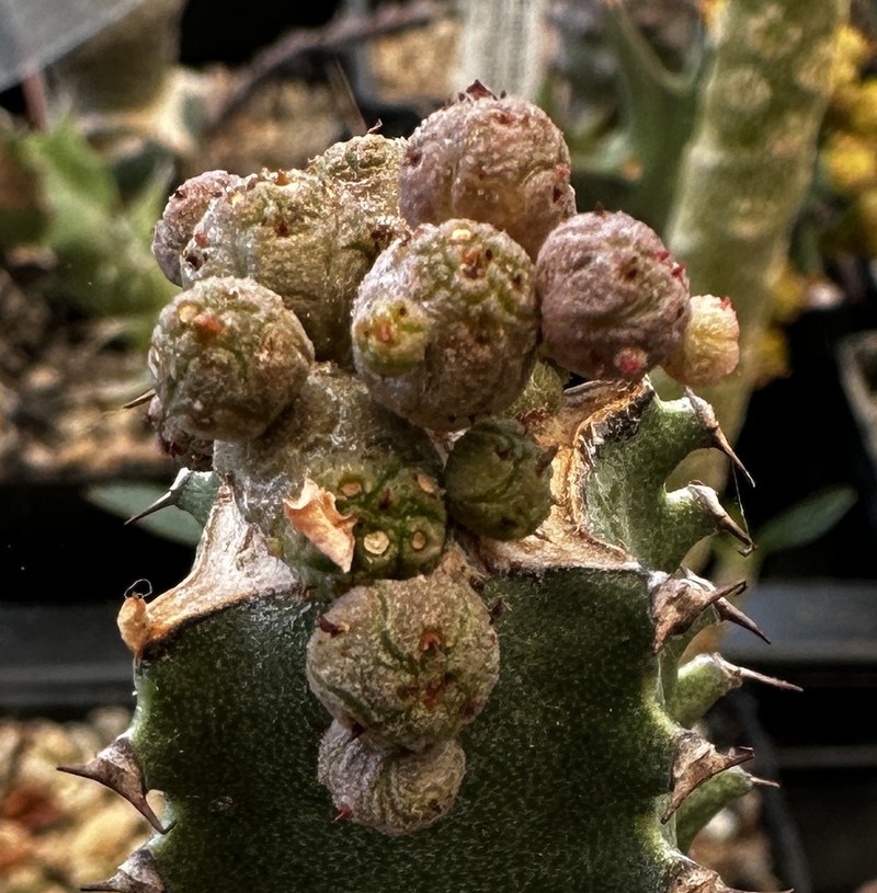 Euphorbia charleswilsoniana
