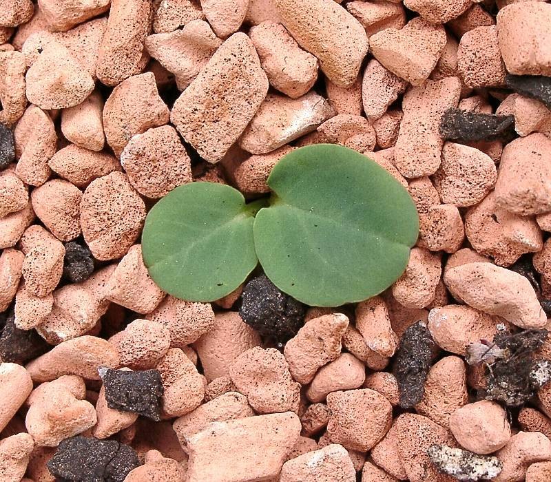 Euphorbia charleswilsoniana photo 2