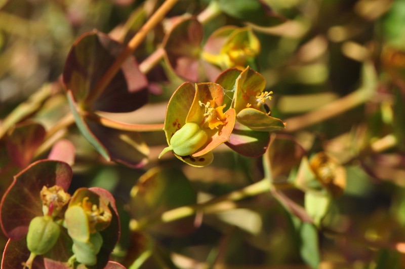 Euphorbia cheiradenia photo 2