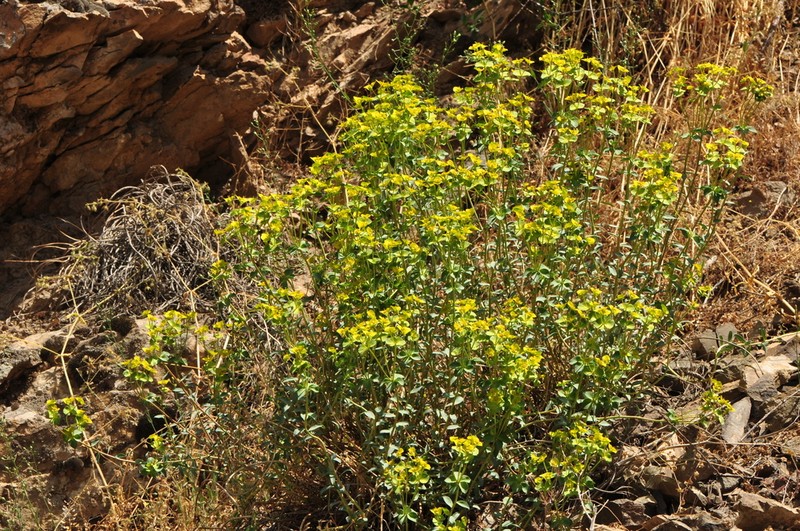Euphorbia cheiradenia photo 3