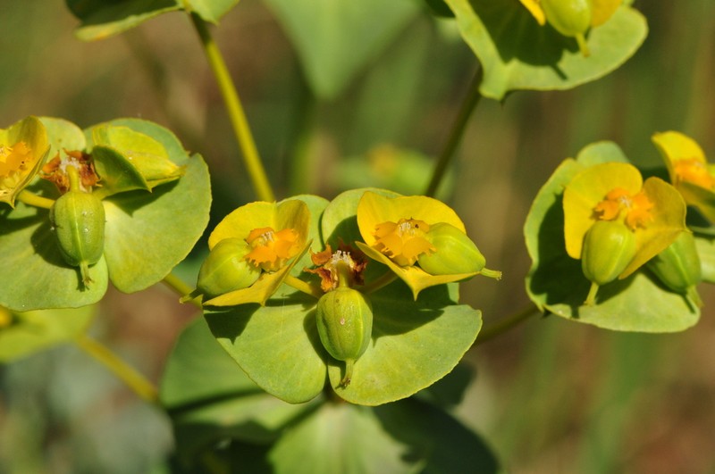 Euphorbia cheiradenia photo 4